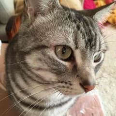 yancat様確認ページのサムネイル