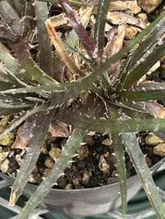 ディッキア Dyckia fosteriana var, Senges f73 - メルカリ