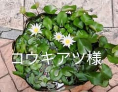 ATSUKO MATANO タオルハンカチ《黒猫》のサムネイル