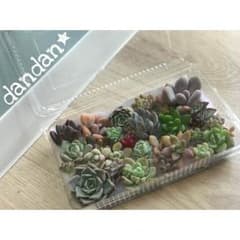 多肉植物カット苗詰め合わせ(2)のサムネイル