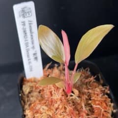 Homalomena sp. \