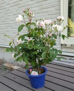m45397281214_1.jpg?1748307040