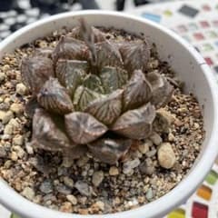 ミラーボール　ハオルチア　多肉植物のサムネイル