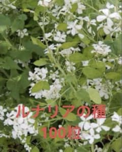 ルナリア（合田草）の種100粒のサムネイル