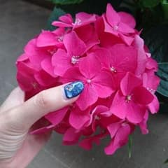 紫陽花 挿し木のサムネイル