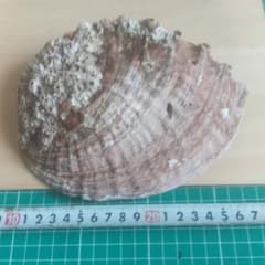 アワビ殻のサムネイル