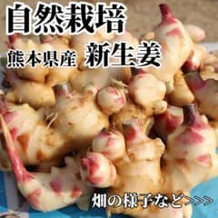 新生姜 農薬肥料不使用 露地 熊本県産 自然栽培 - メルカリ