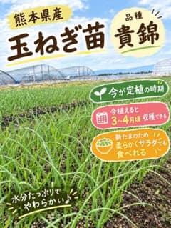 【熊本県産】 玉ねぎ苗 貴錦 600本　送料無料