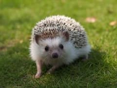 ハリネズミ専用のサムネイル