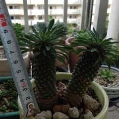 多肉植物，峨眉鉄，2株のサムネイル