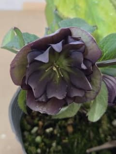 ☆クリスマスローズ☆八重咲き ブラック☆銀ポット☆ - メルカリ