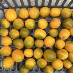 愛知県産　無農薬キンカン　300gのサムネイル