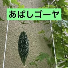 【固定種】あばしゴーヤの種 10粒（家庭菜園・グリーンカーテン） 無農薬のサムネイル