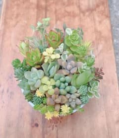 多肉植物 カット苗 詰め合わせ ②のサムネイル