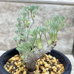 セール】サルコカウロン ムルチフィズム No.001 鉢、送料込 メルカリ便