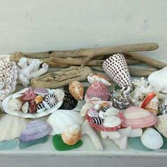 流木☆貝殻☆珊瑚☆シーグラスボリュームセットのサムネイル