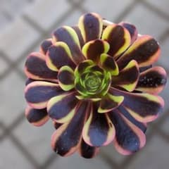 アエオニウム多肉植物希少キャリー約12cm抜き苗 - メルカリ