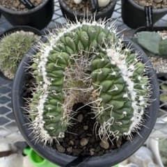 マミラリア　コンプレッサ　白竜丸綴化 サボテン マミラリア コンプレッサ 白竜丸綴化 大株 6号菊鉢 - メルカリ