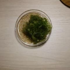 ホソジュズモのサムネイル