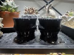 植木鉢 4号 園芸ラベル 4本セット 観葉植物 - メルカリ