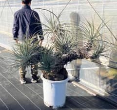 【現品】プヤ・セルーレア　開花株　現地株　日本最大級　15号 現品】プヤ・セルーレア 開花株 現地株 日本最大級 15号 - メルカリ