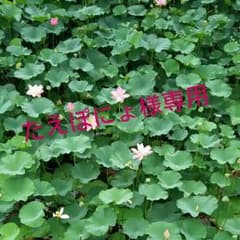 たえぽにょ様専用☆値下げ☆BiquetteClubトップスのサムネイル