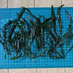ハイグロフィラピンナティフィダのサムネイル