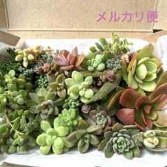 多肉植物 セダム カット苗たっぷり詰め合わせセット 多肉弁当 初心者