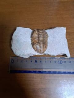 K*様 三葉虫 アサフス 化石のサムネイル