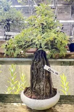 石付きイソザンショウ_磯山椒盆栽 古木仕立て 和の風情漂う一点物