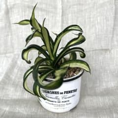 ②サンスベリア ヘンニーズゴールド　希少のサムネイル