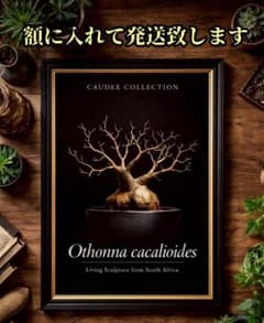 オトンナ・カカリオイデス　額入りポスター　塊根植物　パキポディウム　グラキリス