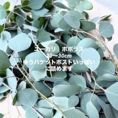 ユーカリ ポポラス フレッシュ 切り枝 20〜30cm ゆうパケットポスト