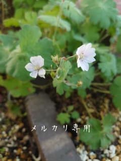 ゲラニウム サマースノー ✳️道内本州のみ速達発送 2芽入り 1つ開花中 ゲラニウム サマースノー ポット苗速達発送 2苗入り - メルカリ