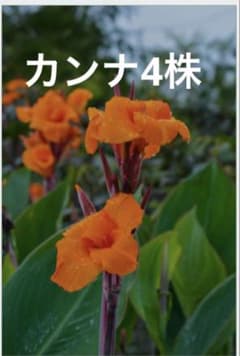 カンナ 4株 オレンジ色 - メルカリ