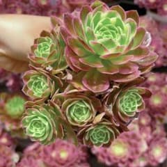 楽天市場】農園直売 レア新種❤️海王④❤️シーキング　アクアマン　アエオニウム　抜き苗　多肉植物 多肉植物 海王（群 アエオニウム属 寄せ植え アエオニウム