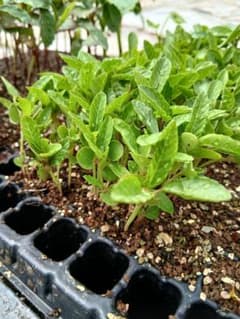 モロヘイヤ苗　7株セット　夏葉物野菜苗のサムネイル
