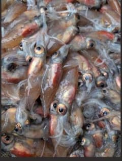 R8年富山県(滑川)産 餌用冷凍ホタルイカ 9kg ( 600g入×15袋 ) - メルカリ