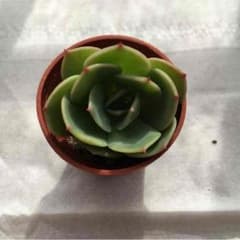 多肉植物 七福神のサムネイル