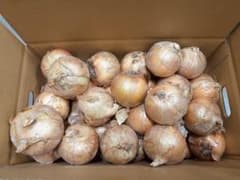 本日限定　セール　淡路島産玉ねぎ　10kg アンサー　農家直送　Lサイズ　ラストのサムネイル