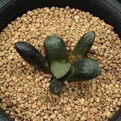 ブリンジーNo.1大型特良　ハオルチア（ハオルチオプシス）多肉植物251017 ブリンジーNo.1大型特良 ハオルチア（ハオルチオプシス）多肉植物