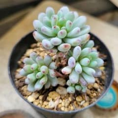 多肉植物 ブルービーン④ ◇抜き苗◇ - メルカリ