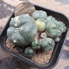 サボテン　ロホホラ　佐野疣銀冠玉錦　接ぎ木苗 ロフォフォラ 疣銀冠玉錦 かき仔① 抜き苗送料込み - メルカリ