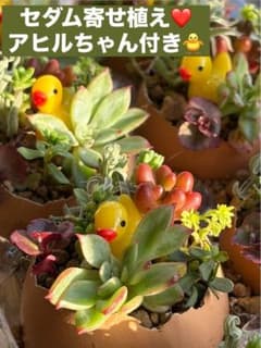 そのまま飾れる セダム寄せ植え♡たまご鉢とアヒルちゃん付♪のサムネイル
