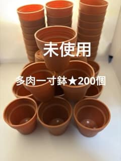 未使用⭐︎多肉植物用1寸鉢200個のサムネイル