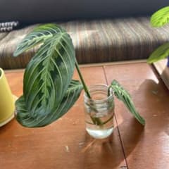 マランタレモンライムのサムネイル
