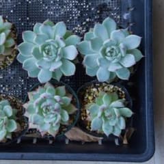 多肉植物　桃太郎　抜き苗 6〜8cm中型株 4点セット】多肉植物 桃太郎 抜き苗 4株 - メルカリ