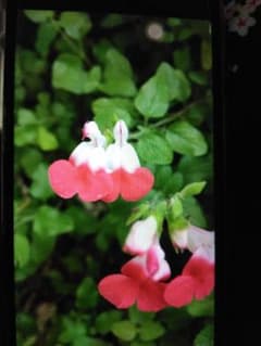 チェリーセージ挿し木苗〜いちごミルクのサムネイル