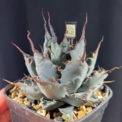 陽炎選抜株】エボリスピナ×BBハイブリッド 実生選抜株 - メルカリ