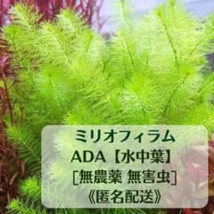ADA水草【水中葉】ミリオフィラムsp.ガイアナドワーフ10本[無農薬 無害虫]のサムネイル